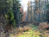 Droga w głąb ostoi czarnego bociana tajemniczego mieszkańca leśnych ostępów