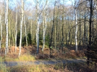 Olszyna przy Kamiennej Drodze