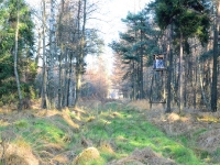 Ruszam w kierunku łąk mijając po drodze wyniosłą ambonę