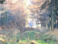 ... a nieco dalej prostą wysiadkę przygotowaną do szwedzkiego pędzenia