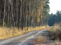 Wzdłuż pięknej drogi pojawiły się nowe uprawy a las choć nadal piękny starcił wyraźnie na dzikości.
