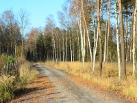 Wzdłuż pięknej drogi pojawiły się nowe uprawy a las choć nadal piękny starcił wyraźnie na dzikości.