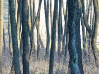 Przez olszynę widać stojącą na łąkach ambonę