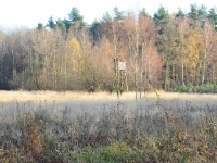 Młodnik sosnowy po prawej zajął miejsce łąki i stworzył pomost dla zwierzyny idącej w kierunku pól uprawnych.