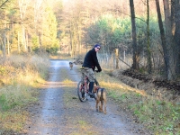 Psy wyglądają niegroźnie ale rowerzysta czuje, że nie jest w porządku!