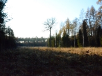 Kolejna uprawa świadectwo rosnącej aktywności leśników.