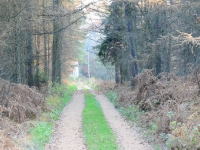 Na tej drodze parę lat temu Jurek strzelił wielkiego odyńca z medalowymi szablami