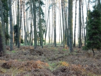 Narożnik lasu - jak te drzewa wyrosły przez ostatnie lata!