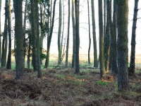 Za firanką drzew dolina Pszczynki