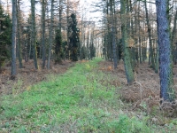 Po lewej mijam stary pas zaporowy dla dzików - widać, że jeszcze trawa się trzyma i nadal służy zwierzynie