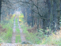 Ze szczytu wzniesienia widzę sarnę zbierającą żołędzie pod dębami.