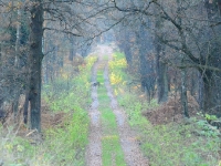 Ze szczytu wzniesienia widzę sarnę zbierającą żołędzie pod dębami.