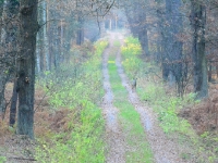 Sarna nie bacząc na moje wędrówki po Lisiej Kępie spokojnie żeruje pod dębami
