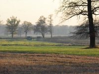 Mam, na wprost nad drzewami