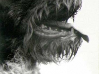 Tak Bim wyglądał na polu w maju 1972.