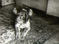 a tak w mieszkaniu w Katowicach.