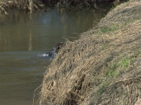Fazie, jak widać, chłodna o tej porze roku woda zupełnie nie przeszkadza