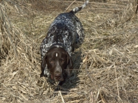 Faza w pracy - bażant na nosie