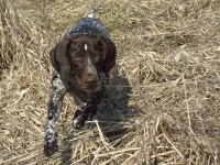 Faza w pracy - bażant na nosie