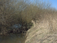 Takie miejsca są również wspaniałą kryjówką dla bytującej tutaj coraz liczniej wydry i bobra