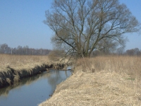Takie miejsca są również wspaniałą kryjówką dla bytującej tutaj coraz liczniej wydry i bobra