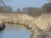Takie miejsca są również wspaniałą kryjówką dla bytującej tutaj coraz liczniej wydry i bobra
