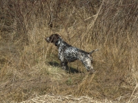 ... a w jeżynach bażant, Faza w spokojnej stójce