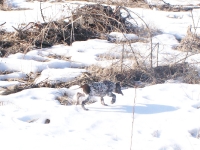 Zima zimą ale przecież jestem prawdziwym wyżłem