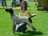 Figaro - piękna prezentacja w czasie wystawy w Nowym Targu w 2009 r.