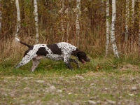 Tutaj przy zwierzynie wolniej i z namysłem.