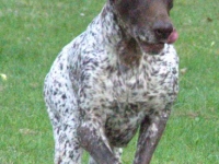 Utz - prezentacja w ruchu