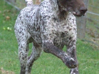 Utz - prezentacja w ruchu