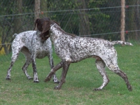 Flora i Utz - zaloty