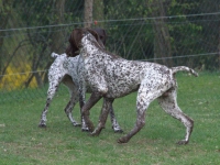 Flora i Utz - zaloty