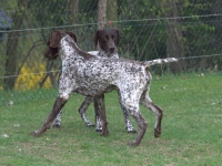 Flora i Utz - zaloty