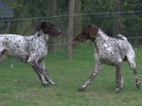 Flora i Utz - zaloty