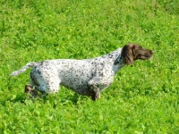 Flora ściaganie