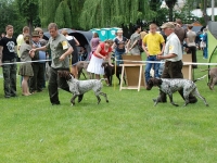 Racibórz 2010 - pojedynek o najlepszą sukę w rasie pomiędzy siostrami Florą i Frygą. Tym razem wygrywa Flora.