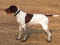 FURIA w 28 dniu ciąży