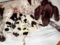 Furia - miot H, pierwsze dni po porodzie.