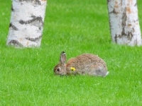 Królik na wszelki wypadek schowany za kwiatkiem