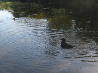 Już po polowaniu, ostatnia kąpiel przed wyjazdem