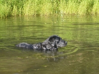 Buba nawet nie pływa, po prostu siedzi z przyjemnością w ciepłej, czystej a przede wszystkim chłodnej wodzie