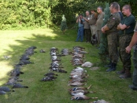 Polowanie prowadzone było metodą do wspólnego kotła