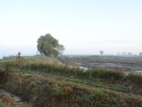 Poranne mgły rozpoczynającego się na stawach dnia