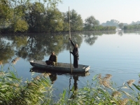 Koniec pędzenia, łódka wraca na przyczepę za traktorem i rusza na kolejne stawy