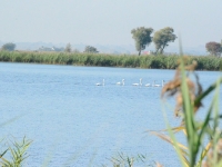 Kolejne stanowisko - łabędzie zachowują kamienny spokój