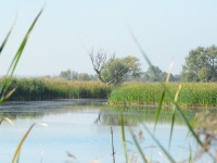 Te zakamarki stawu były miejscem pięknej pracy Flory w czasie pędzenia