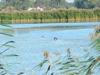 Krótki reportaż z pracy Flory - postrzałek łyski