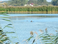 Po strzale spadła jak czapka - na widok płynącego psa ruszyła na staw
